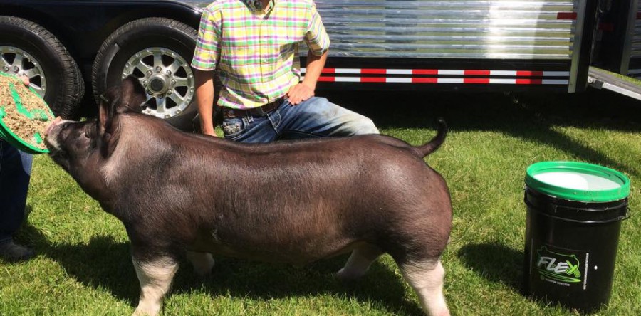 Champion Berk Barrow at the State Line ICPA show!