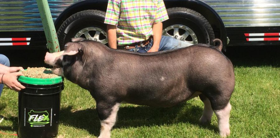 Champion Poland barrow today at the State Line ICPA show.Champion Poland barrow today at the State Line ICPA show. Congrats Beau Middleton!