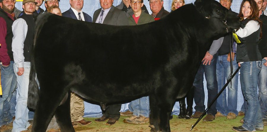 Stertzbach Cattle Co – Ohio