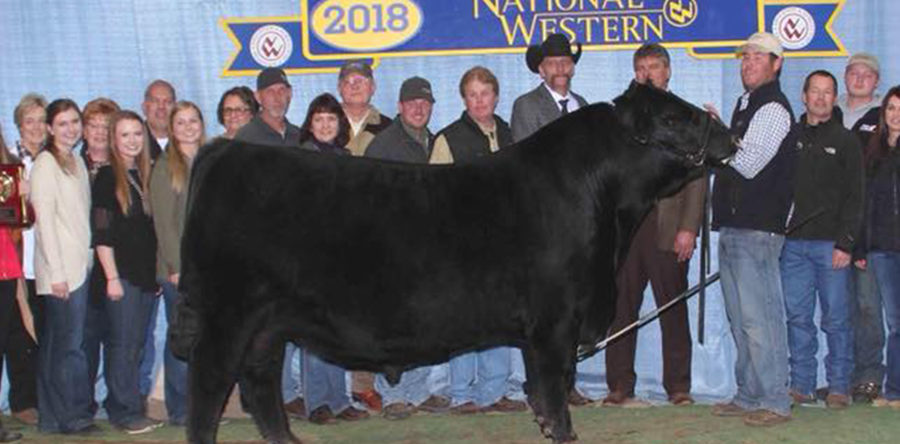 Dameron Angus – Illinois