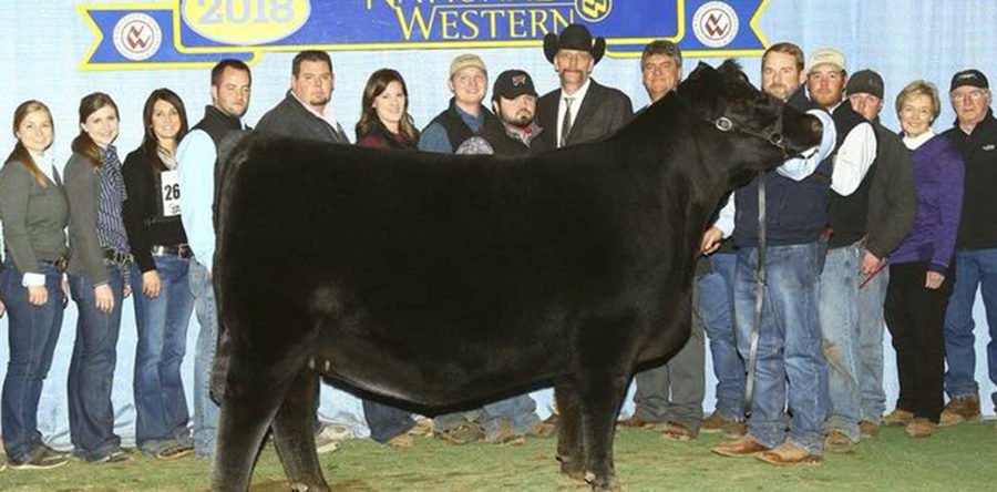 Dameron Angus – Illinois